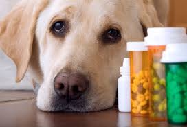 Phamaceutical drugs hurting our pets