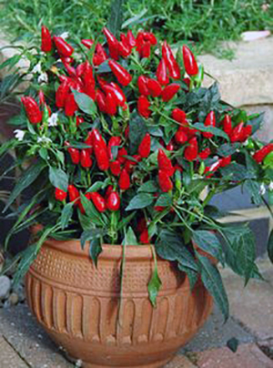 Pepper plant growing in container