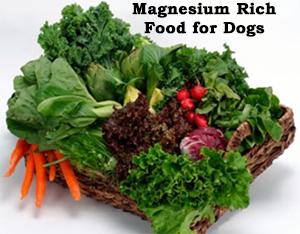 Magnesium therapy in veterinary care