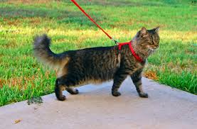 Cat on leash