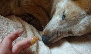 Finger Feeding Dog
