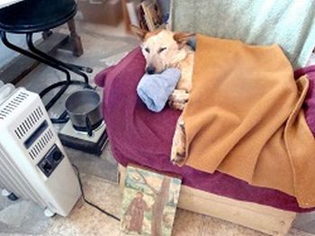 Blanket on Dog