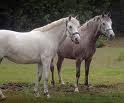 Horses - 2 mares on Immunocal protected from flies