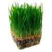 Wheatgrass: Nature's finest medicine