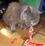 Cats love to eat raw meat and bones