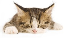 Immunocal helped cat heal from rattlesnake bite