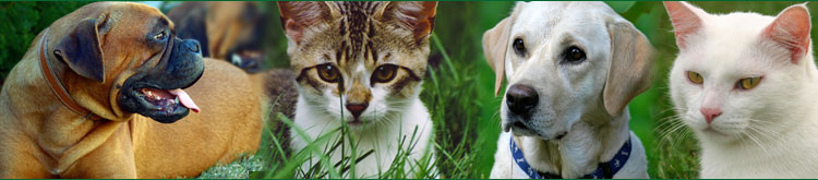 Pets have many of the same parasites that we get, including Ascaris (common roundworm), hookworm, Trichinella, Strongyloides, heartworm and a variety of tapeworms. Every pet living in your home should be deparasitized (cleared of parasites) and maintained on a parasite program. Monthly trips to your vet are not sufficient. You may not need to get rid of your pet to keep yourself free of parasites. But if you are quite ill it is best to board it with a friend until you are better. Your pet is part of your family and should be kept as sweet and clean and healthy as yourself. This is not difficult to achieve