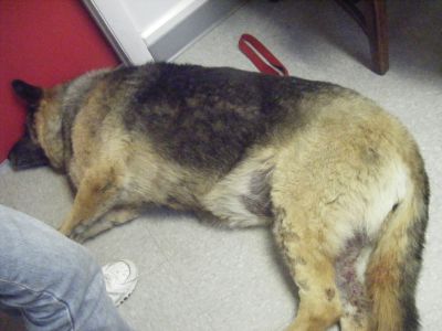 The horrific results of allowing the unecessary   vaccination of companion animals to continue